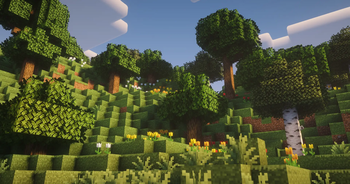 Shaders