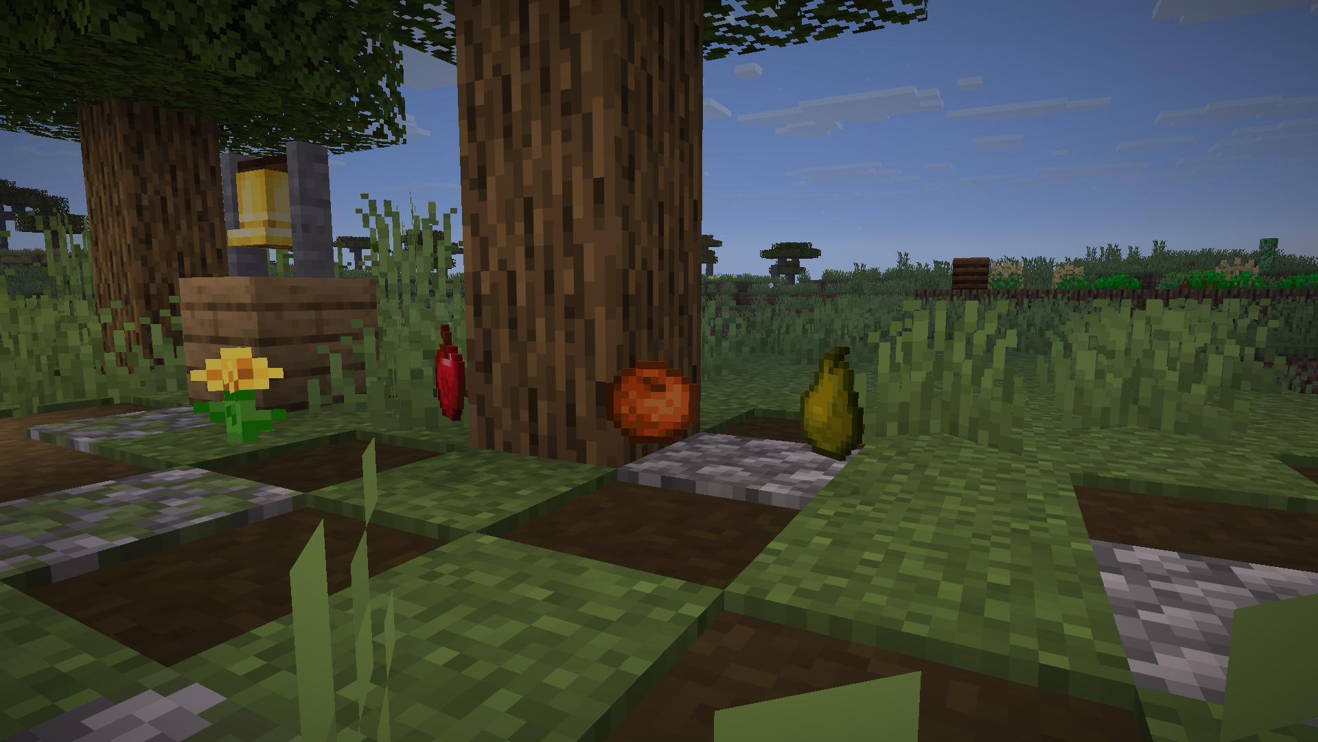 Oak Tree fruit drops.