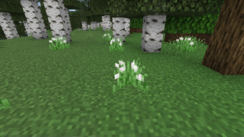 Onion Grass