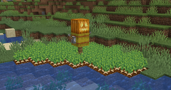 Sugar Beets
