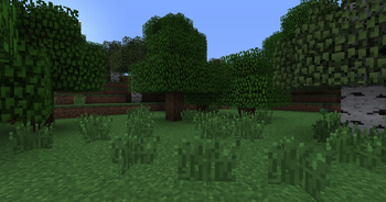 forest with