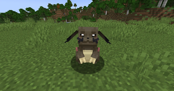 Ecochus