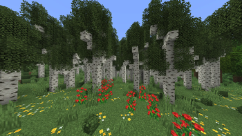 Birch Forest