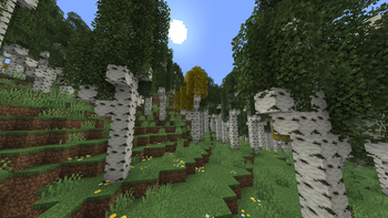 Old Growth Birch Forest