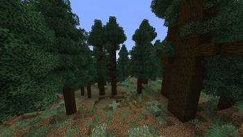 Old Growth Pine Taiga