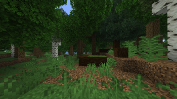 Forest