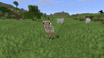 A Sheared Sheep
