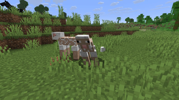 Two Sheared Sheep