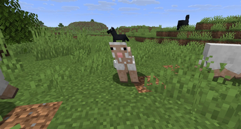 Another Sheared Sheep