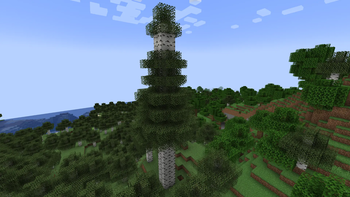Big Birch Tree
