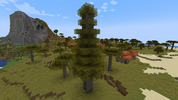 Big Acacia Tree