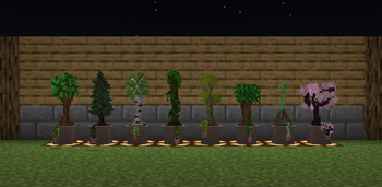 Potted Trees!!