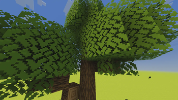 Oak Tree