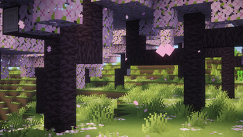 Cherry Blossom