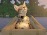 Icon for Cats at work