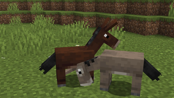 Donkeys and Mules eyes