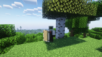 Birch Shield