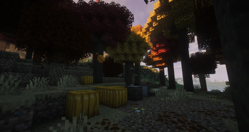 Pumpkins!