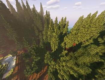 Redwood Forest