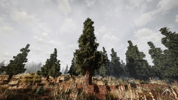 spruce taiga