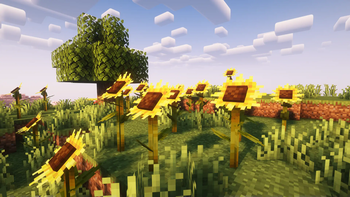 Smaller or bigger sunflowers