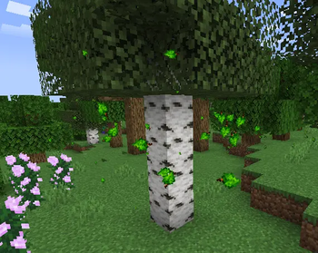 Birch Forest Ambience