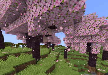 Cherry Blossom Atmosphere