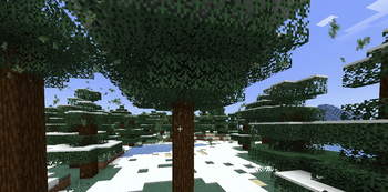 Snowy Spruce Forest Atmosphere