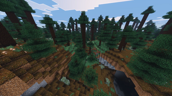 Old growth pine taiga