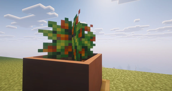 Galarica Nut Bush in a Botany Pot