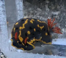 hennnamushi