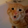 laowu meme