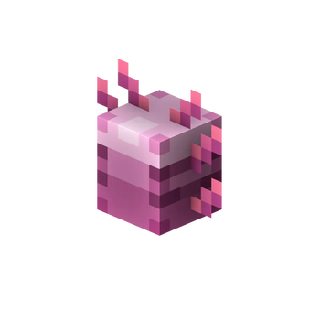 Axolotl