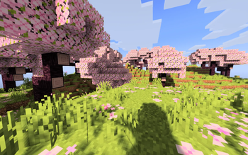 Cherry Blossom 2