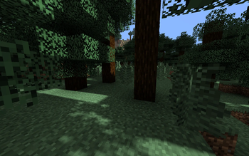 Spruce Trees