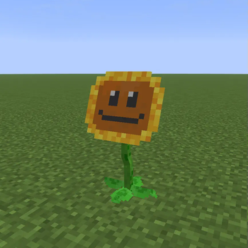 Sunflower!