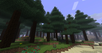 The Coniferous Forest!