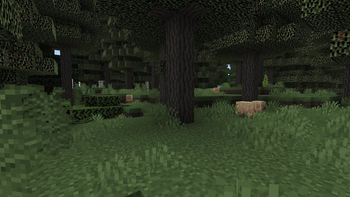 The forest