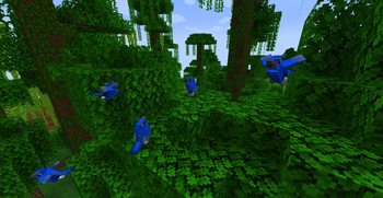 Macaws