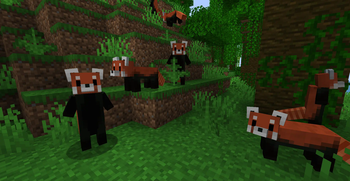 Red Pandas