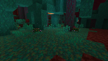 Mysterious Plants