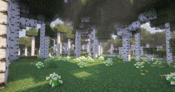 Birch Forest