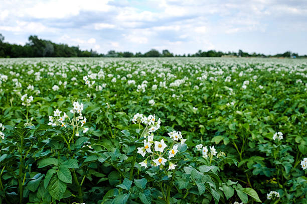 Real potatoes farm for reference