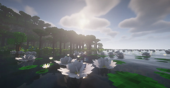 Rainforest Biome