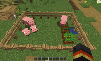 Pigs eating carrots