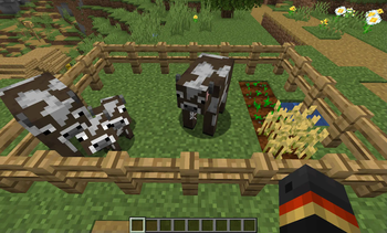 Cows eating wheats
