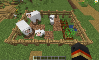 Sheep eating potatoes
