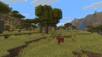 Savanna