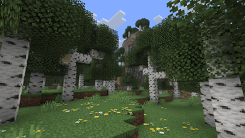 Birch Forest