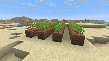 Farm of Tea Plants
